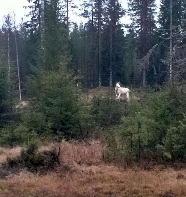 Apartmán Ladansloft Stöllet Exteriér fotografie